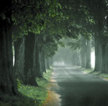 Down the Road with Trees & Fog