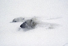 Polar Bears Walking in Brush