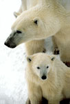 Two Polar Bears Close Up