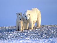 Polar Bear with Two Cubs