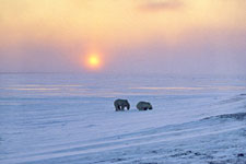 Polar Bear and Ice Design