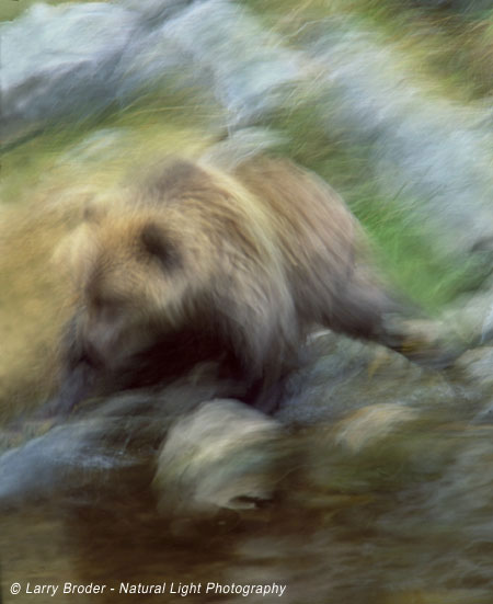 Bear Moving