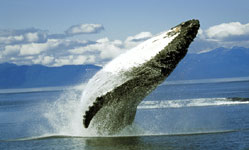 Whale Vertical Breach